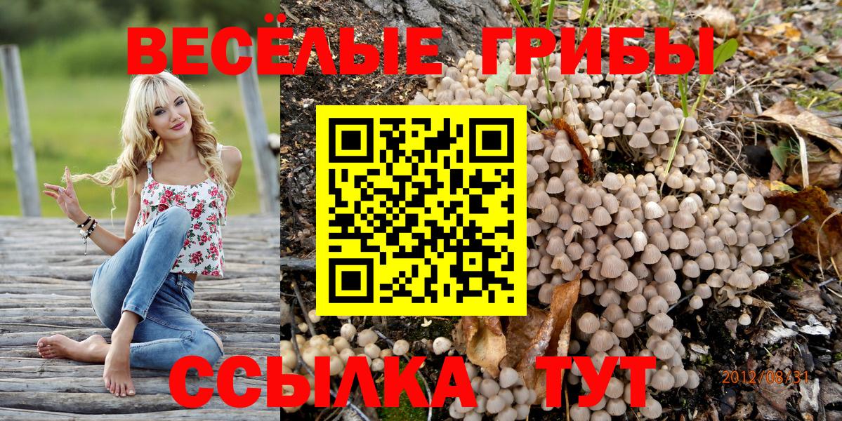 Галлюциногенные грибы Psilocybe Гатчина