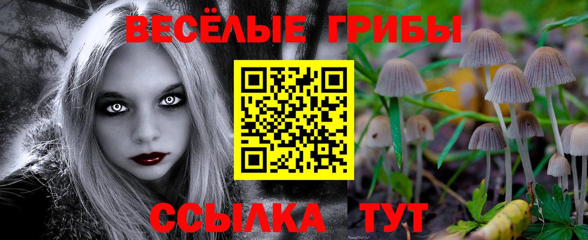 Псилоцибиновые грибы GOLDEN TEACHER  Галлюциногенные грибы Psilocybe  Вход с VPN  Гатчина 